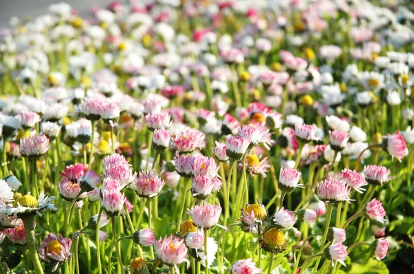 Feldblumen an einem hellen Tag — Stockfoto