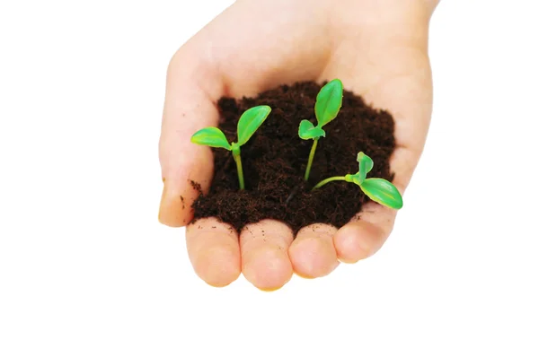Magról nevelt növények, izolált tartó kezek — Stock Fotó