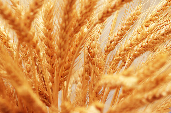 Close up of wheat ears