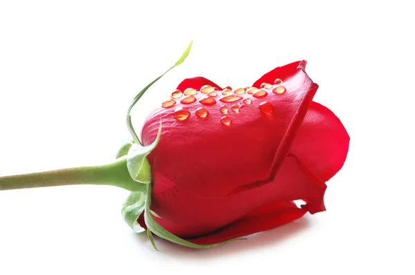 Κοντινό πλάνο του κόκκινου τριαντάφυλλου με σταγόνες νερού — Φωτογραφία Αρχείου