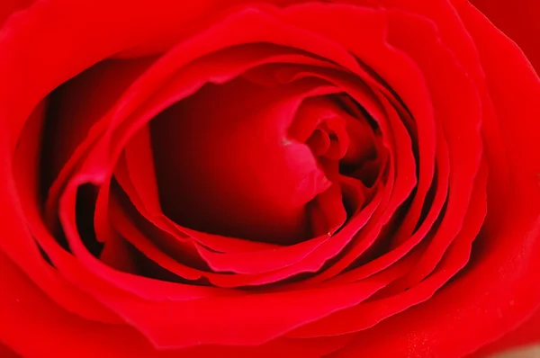 Bud de uma rosa vermelha — Fotografia de Stock