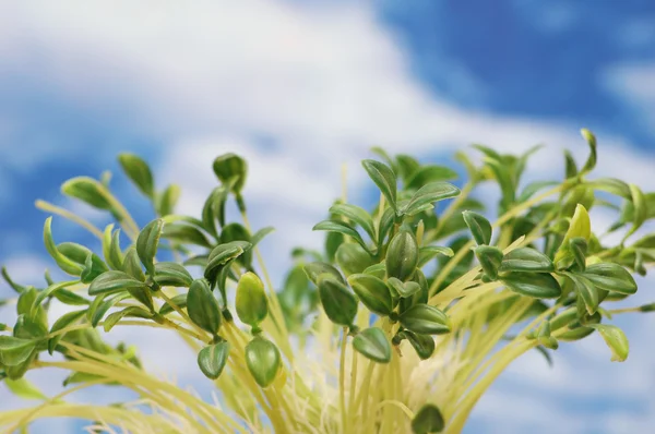 Зеленые листья на фоне синего неба — стоковое фото