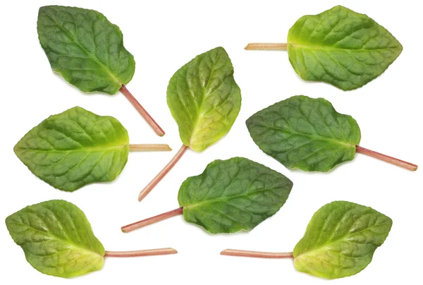 Seleção de várias folhas verdes — Fotografia de Stock