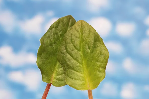 Two green leaves isolated — Stock Photo, Image