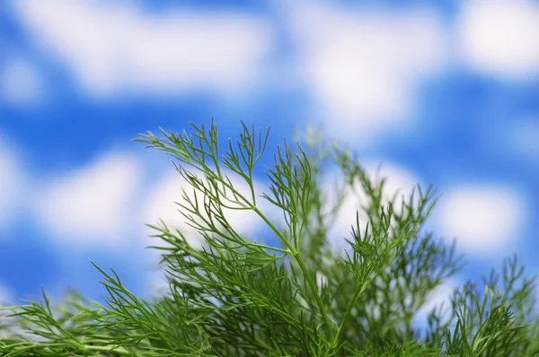 Зеленая трава против яркого неба — стоковое фото