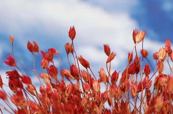 Mavi gökyüzü karşı kırmızı kuru çiçekler — Stok fotoğraf