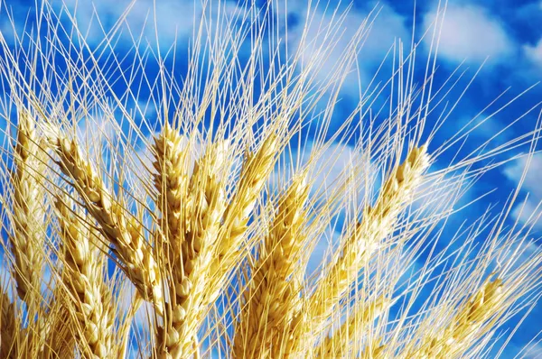 Pšeničné uši proti modré obloze — Stock fotografie