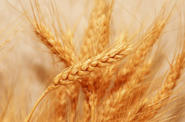 Hojas de trigo dorado —  Fotos de Stock