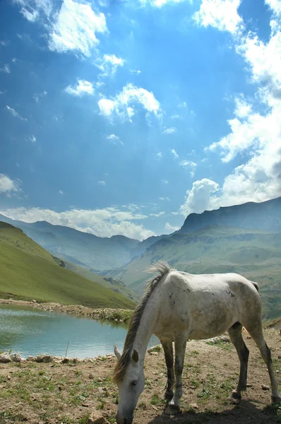 Серый конь у маленького озера — стоковое фото