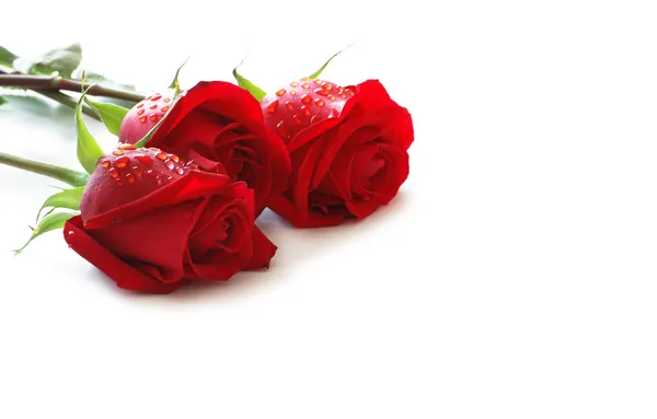 Tre rose rosse con gocce d'acqua — Foto Stock