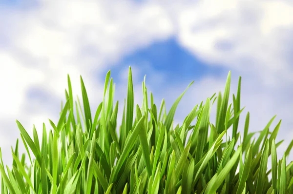 Parlak gökyüzü yeşil çimen — Stok fotoğraf