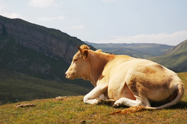 Ko på toppen av kullen på sommaren — Stockfoto