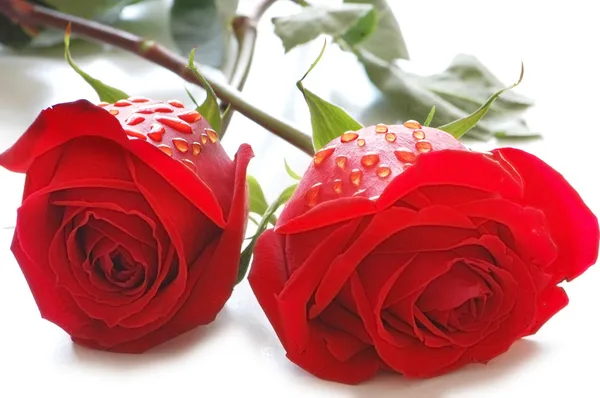 Dos rosas con gotas de agua aisladas —  Fotos de Stock