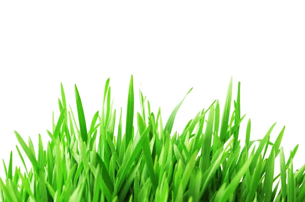 Groen gras geïsoleerd op de witte — Stockfoto