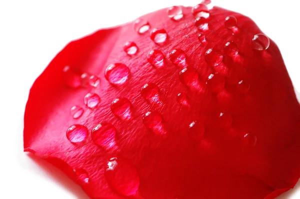 Petal of red rose with water drops — Stock Photo, Image