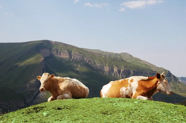 Kóc tehenek nyári hegy tetején — Stock Fotó