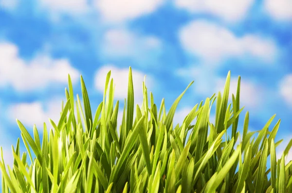 Zielona trawa przeciw jasne niebo — Zdjęcie stockowe
