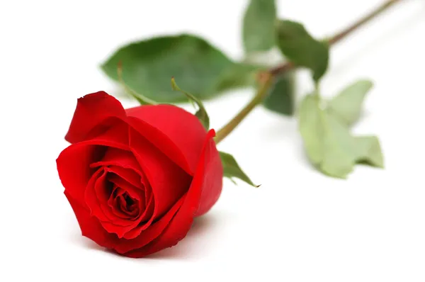 Червона троянда ізольована на білому — стокове фото