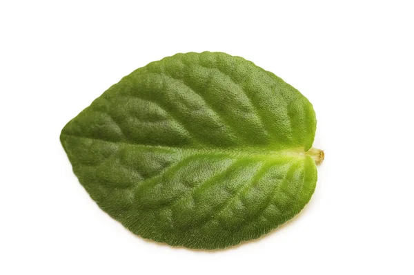 Folha verde isolada no branco — Fotografia de Stock