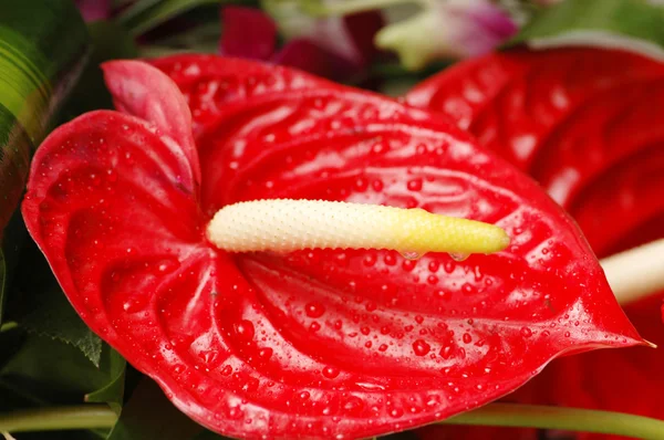 Flor roja con gotas de agua —  Fotos de Stock