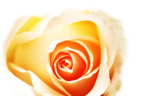 Vaaleanpunainen ruusu eristetty valkoinen — kuvapankkivalokuva