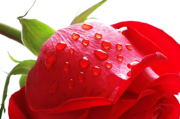 Rose with water drops isolated — Stock Photo, Image