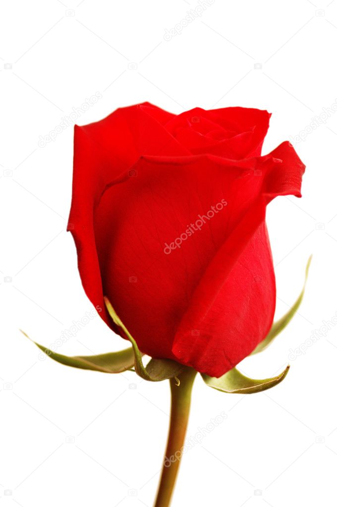 Close up of the red rose isolated