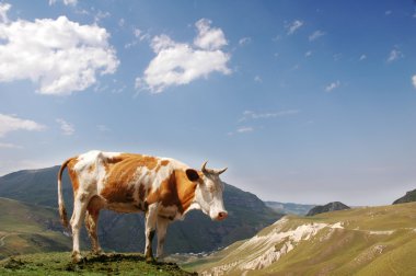 Brown cow in the mountains during summer clipart