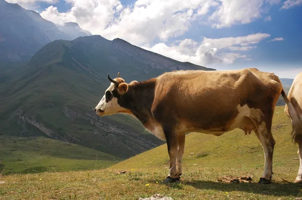 Καφετιά αγελάδα στα βουνά — Φωτογραφία Αρχείου