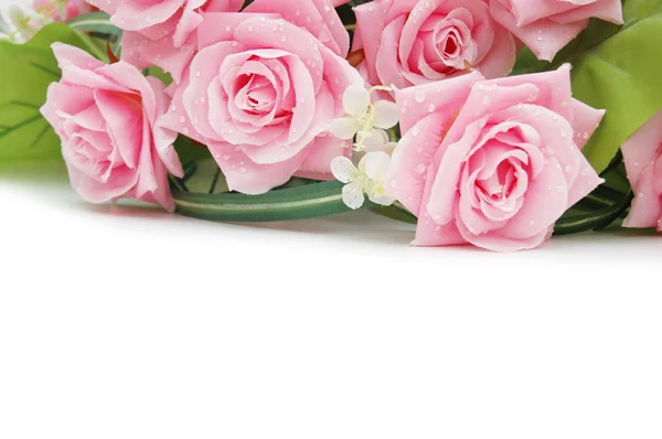 Růže na bílé — Stock fotografie