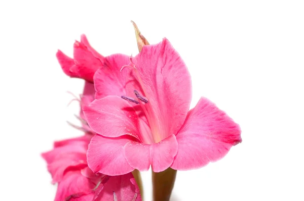 Red gladiolus isolated on the white — Stock Photo, Image