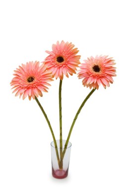 gerber daisies üzerinde beyaz izole