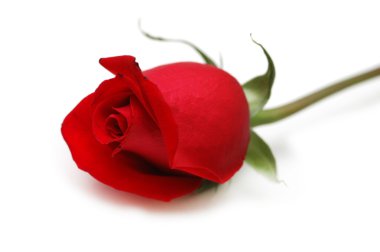 Red rose isolated on the white clipart