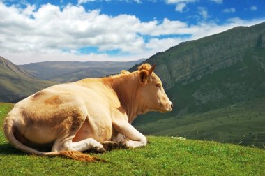 Cow on top of the hill in summer clipart