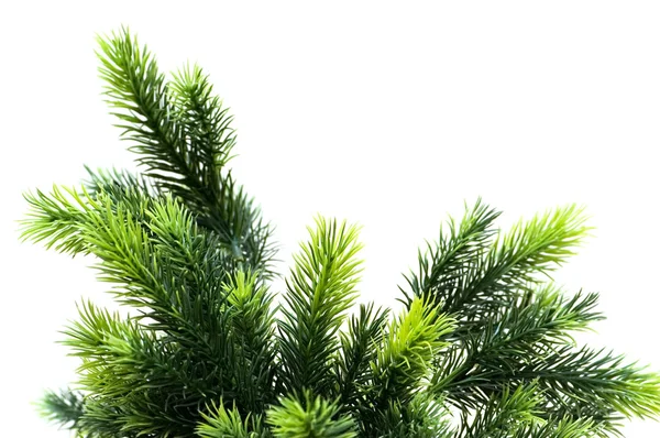 Close up of fir tree brach isolated — Stock Photo, Image
