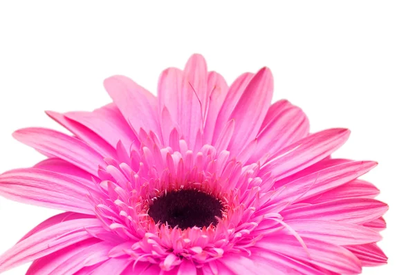 Close up of gerber daisy isolated — Stock Photo, Image