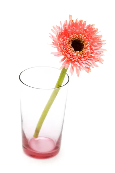 Gerber daisy in glas geïsoleerd — Stockfoto