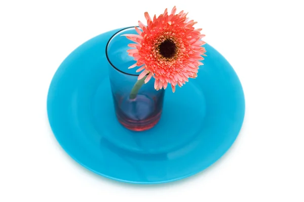 Blume und roter Teller isoliert — Stockfoto