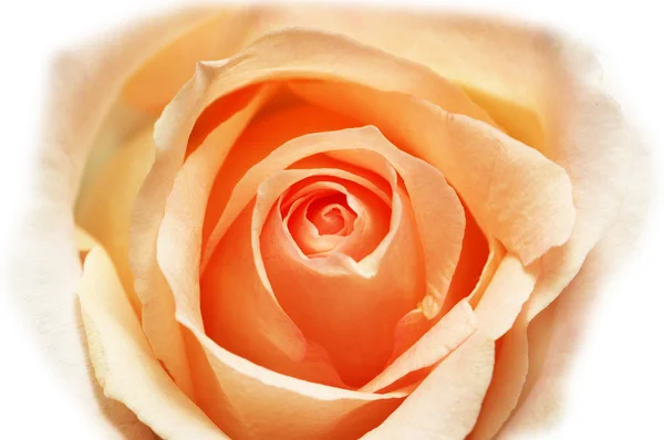 Pink rose isolated on the white — Stock Photo, Image