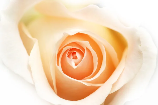 Ροζ τριαντάφυλλο απομονωμένη στο λευκό — Φωτογραφία Αρχείου