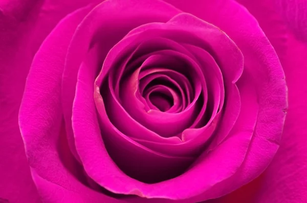 Primer plano de la rosa —  Fotos de Stock