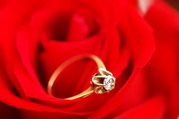 Goldring mit Diamant auf roter Rose — Stockfoto