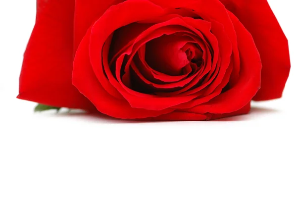 Red rose isolated on the white — Stock Photo, Image