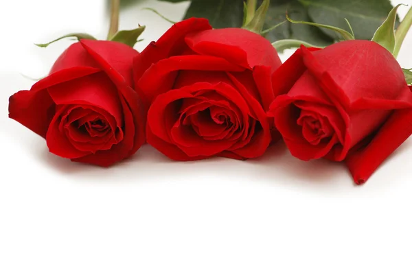 Červené růže, izolované na bílém — Stock fotografie