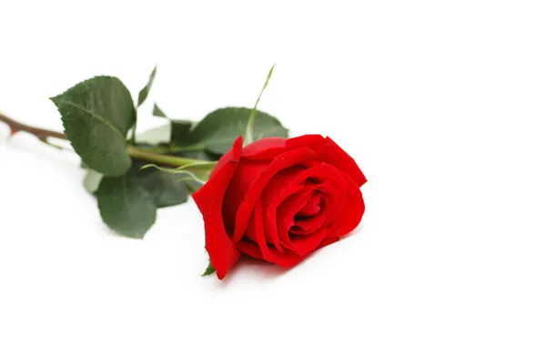 Elszigetelt a fehér, a vörös rózsa — Stock Fotó