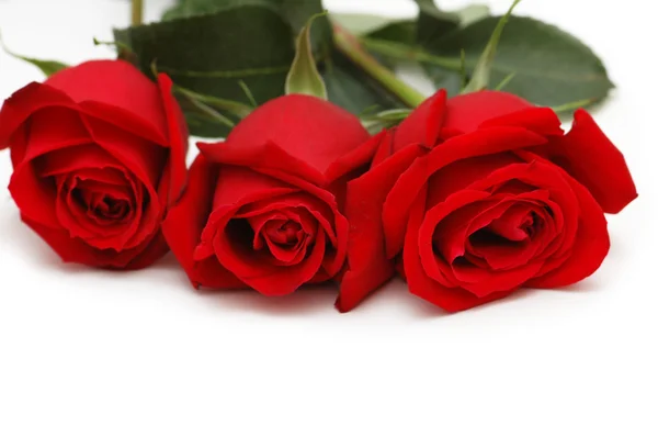 Tre röda rosor isolerade — Stockfoto