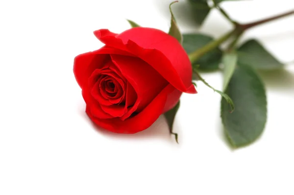 Rosa roja aislada en el blanco —  Fotos de Stock