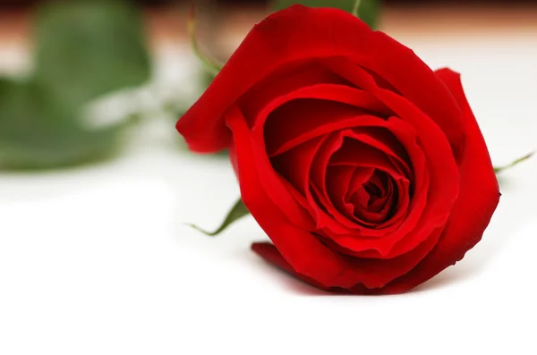 Rote Rose isoliert auf der weißen — Stockfoto
