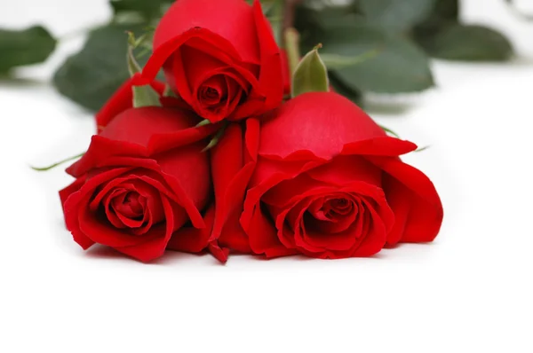Červené růže, izolované na bílém — Stock fotografie