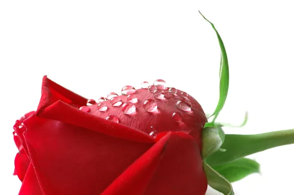 Červená růže s kapkami vody izolované — Stock fotografie